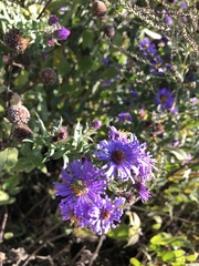 Agapostemon sericeus