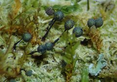 Lamproderma columbinum