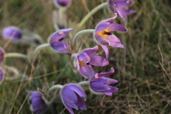 Pulsatilla grandis