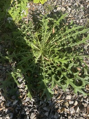 Cirsium vulgare