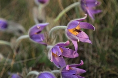 Pulsatilla grandis