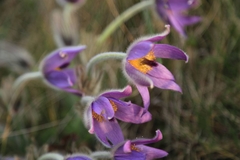 Pulsatilla grandis
