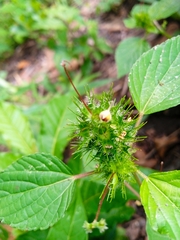 Acalypha alopecuroidea
