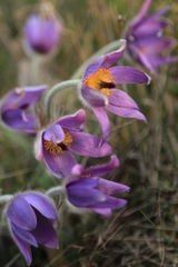 Pulsatilla grandis