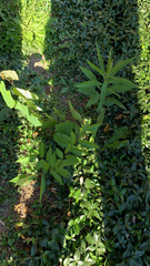 Trachelospermum asiaticum