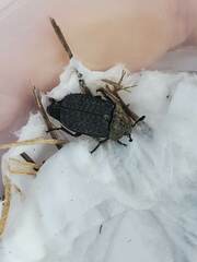 Thanatophilus lapponicus