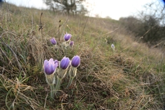 Pulsatilla grandis