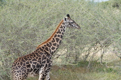 Giraffa camelopardalis tippelskirchi