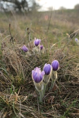 Pulsatilla grandis