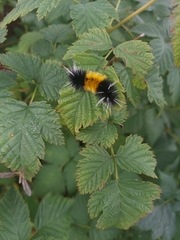 Lophocampa maculata