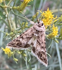 Noctuidae