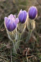 Pulsatilla grandis