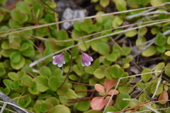 Linnaea borealis longiflora