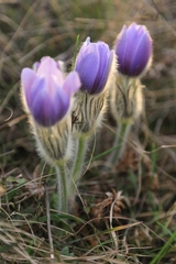 Pulsatilla grandis