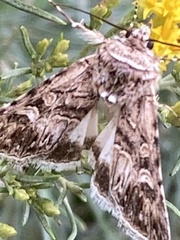 Noctuidae