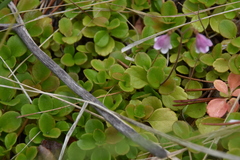 Linnaea borealis longiflora