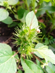 Acalypha alopecuroidea