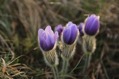 Pulsatilla grandis