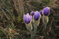 Pulsatilla grandis