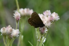 Callophrys eryphon