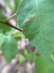 Stigmella intermedia