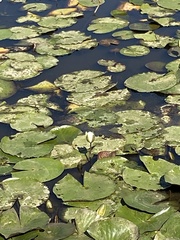 Nymphaea odorata