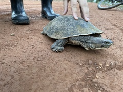 Phrynops geoffroanus