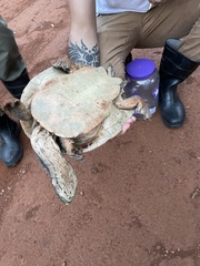 Phrynops geoffroanus