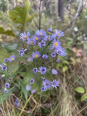 Symphyotrichum oolentangiense
