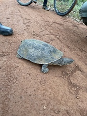 Phrynops geoffroanus