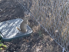 Urocitellus richardsonii