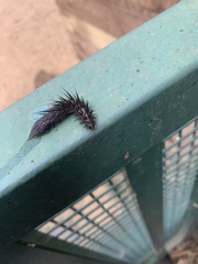 Spilosoma lubricipeda