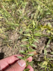 Lithospermum caroliniense