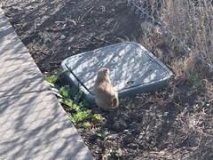 Urocitellus richardsonii