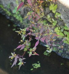 Bidens discoidea