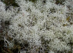 Cladonia confusa