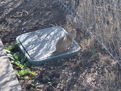 Urocitellus richardsonii