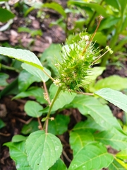 Acalypha alopecuroidea
