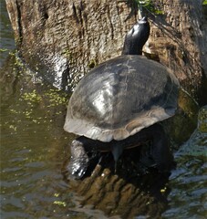 Pseudemys