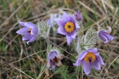 Pulsatilla grandis