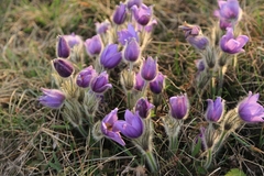 Pulsatilla grandis