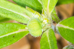 Euphorbia cuphosperma