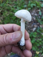 Leucoagaricus leucothites