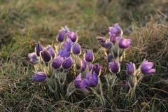 Pulsatilla grandis