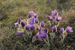 Pulsatilla grandis