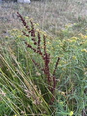 Rumex crispus