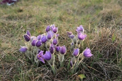Pulsatilla grandis