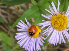 Coccinella transversoguttata