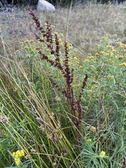 Rumex crispus