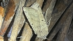 Agrochola lychnidis